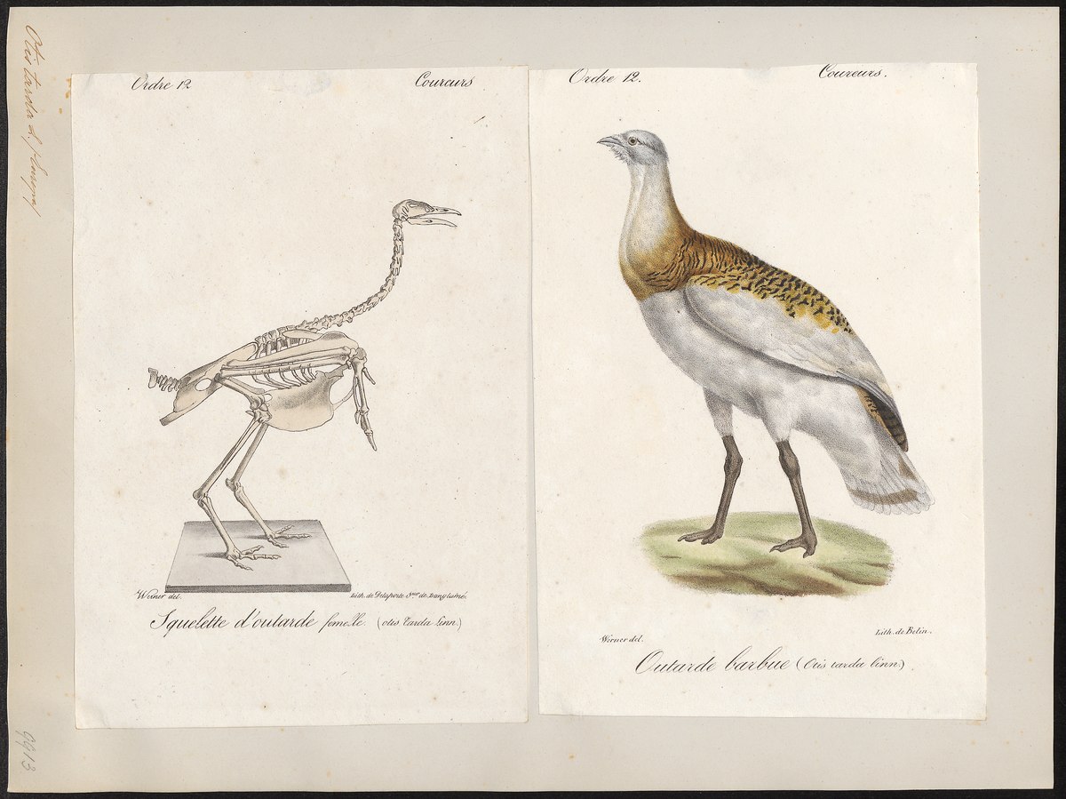 Otis tarda 1700 1880 Print Iconographia Zoologica Special Collections University of Amsterdam UBA01 IZ17200015.tif
